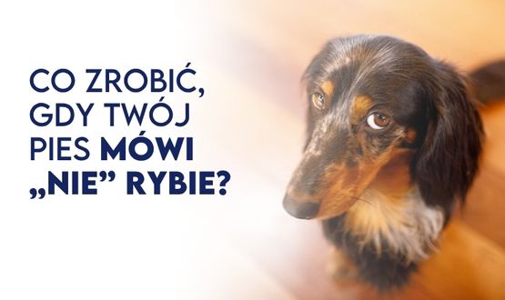Co zrobić, gdy Twój pupil mówi nie rybie - Blog Baltica